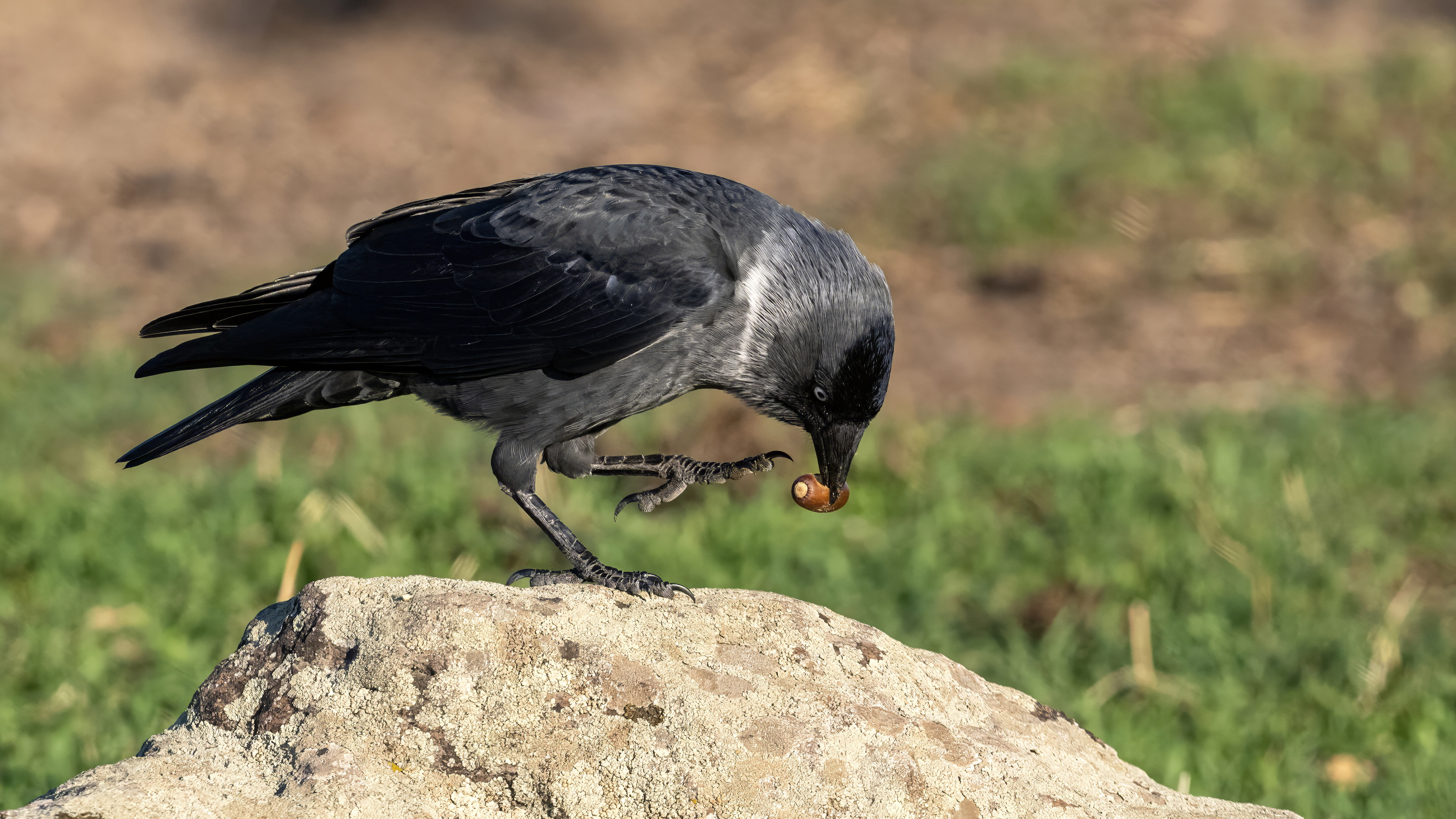 Eurasian Jackdaw — Ana fotoğraf
